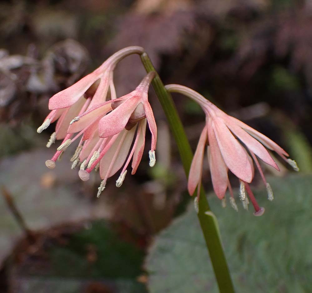 f:id:tonji44:20210310095513j:plain