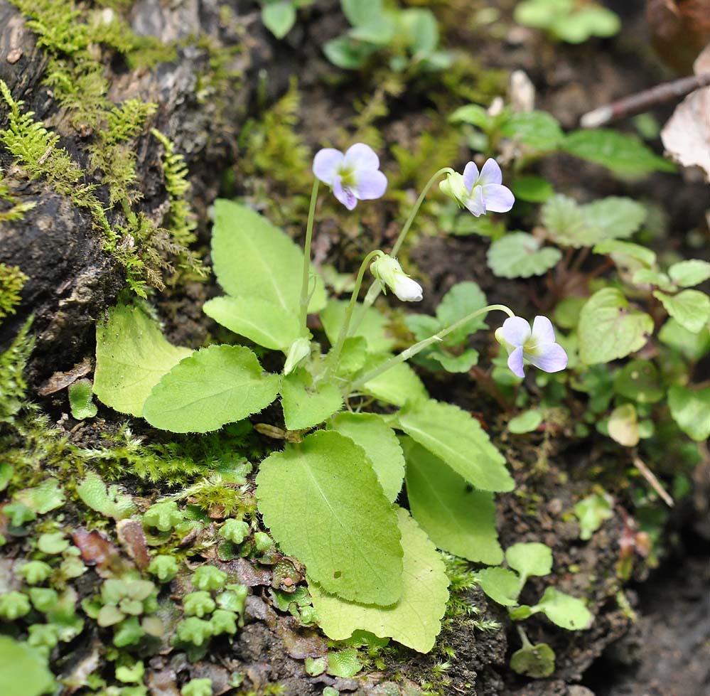 f:id:tonji44:20210310102054j:plain