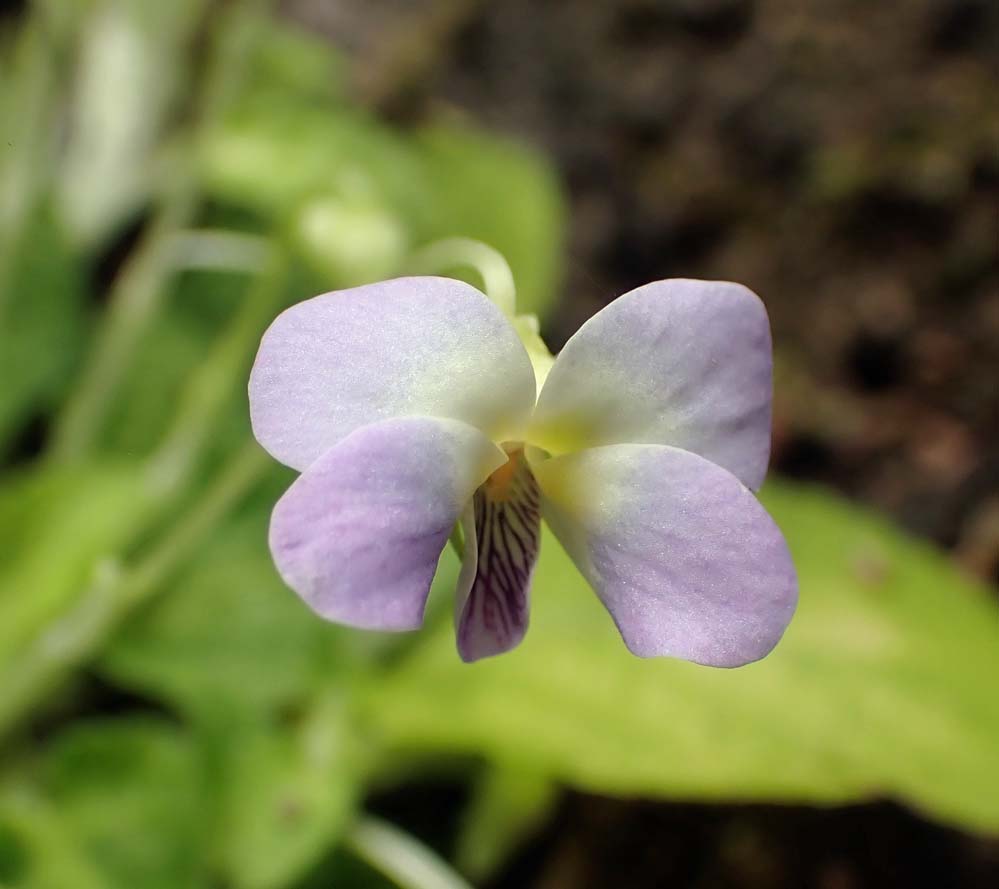 f:id:tonji44:20210310102105j:plain