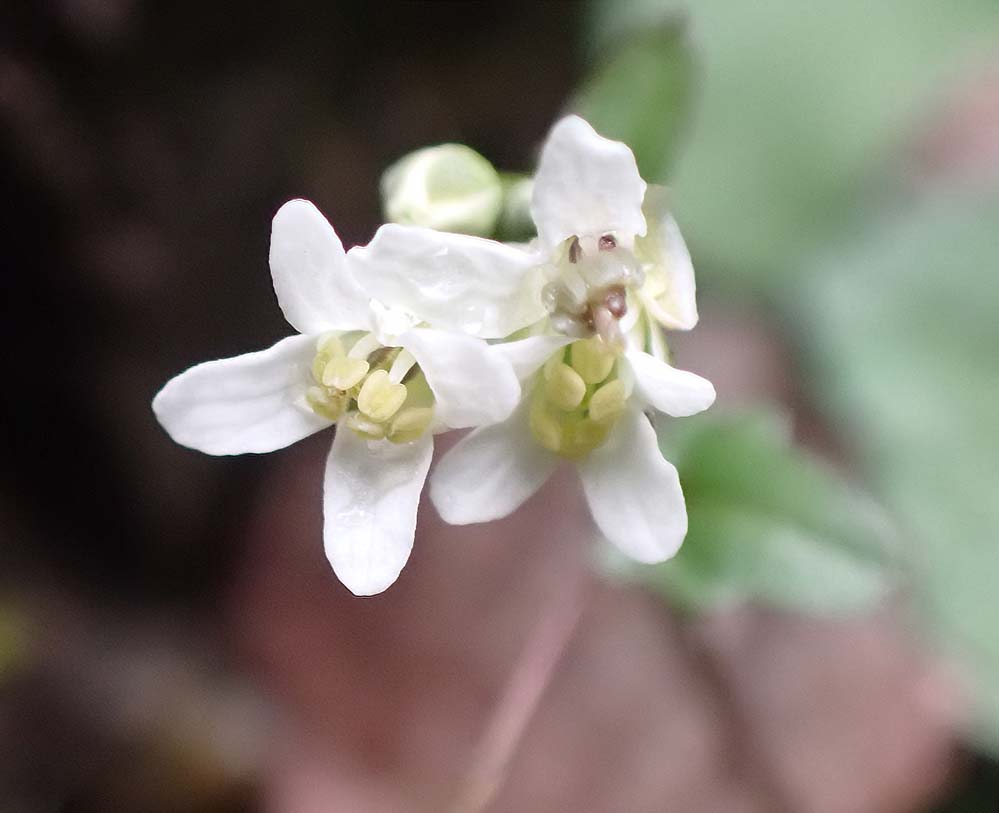 f:id:tonji44:20210310132749j:plain