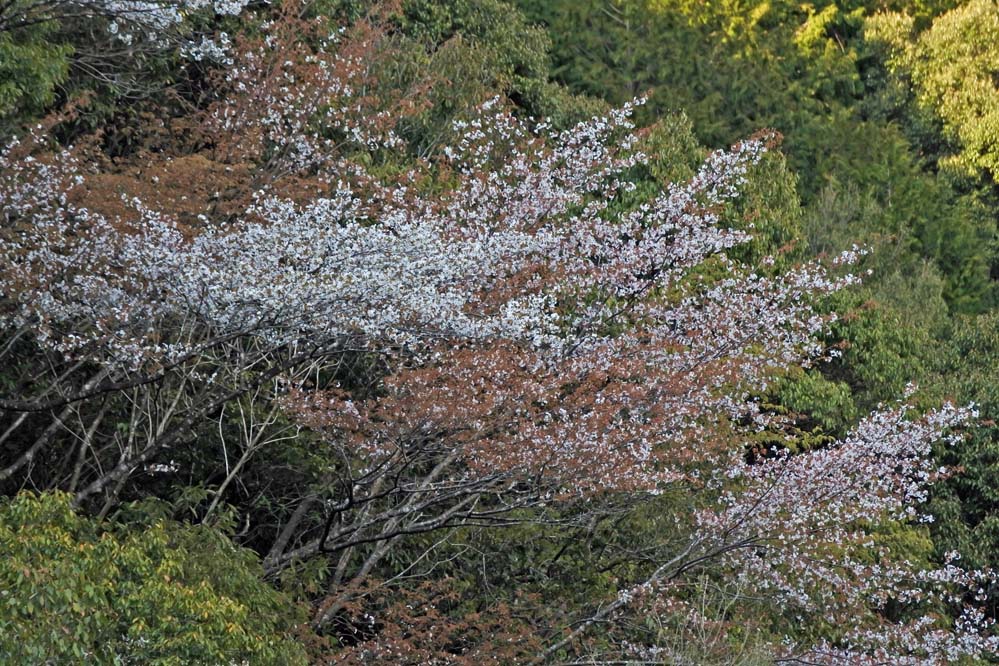 f:id:tonji44:20210318202847j:plain