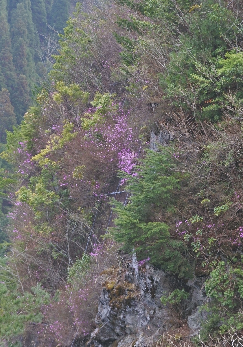 f:id:tonji44:20210318215631j:plain