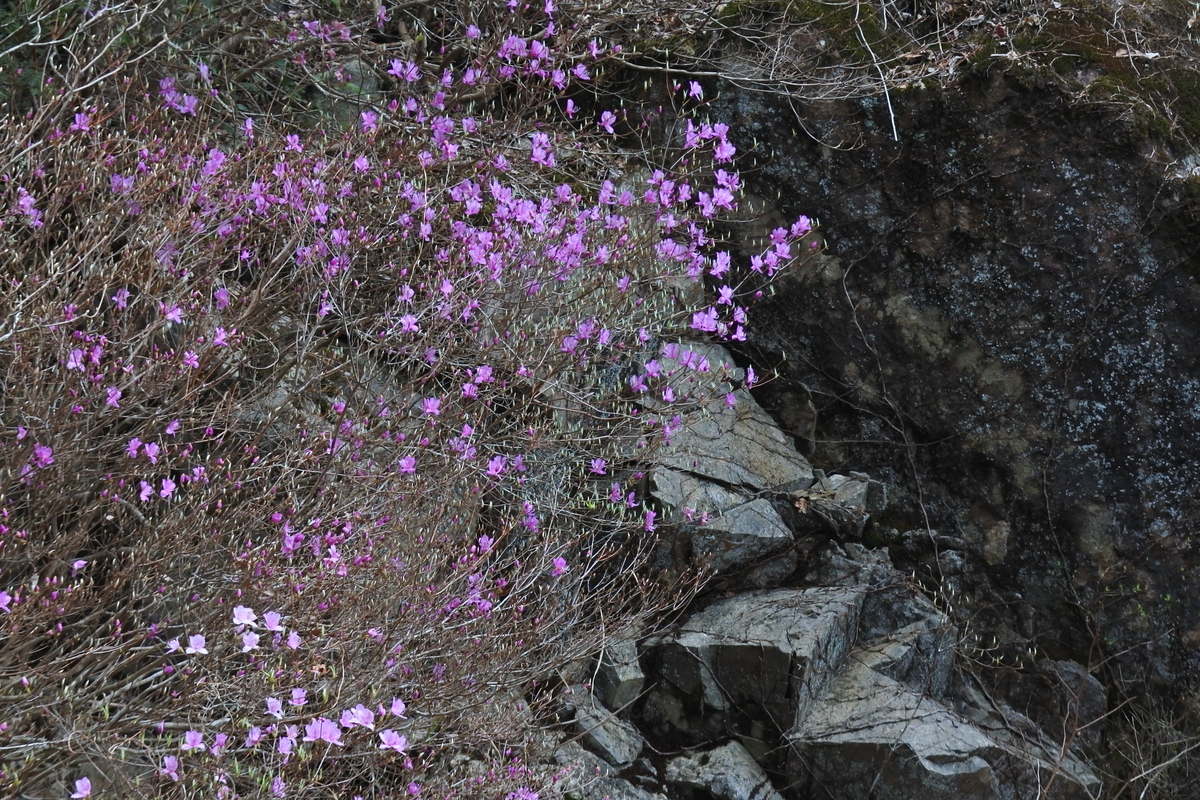 f:id:tonji44:20210318215717j:plain