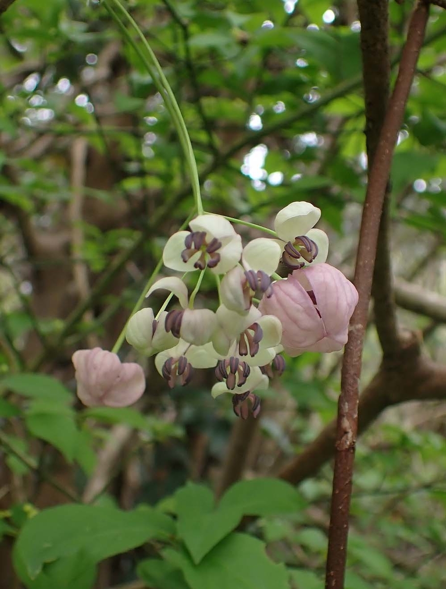 ムベの花とアケビの花が並んで咲いていました 宮崎の季節がほらね
