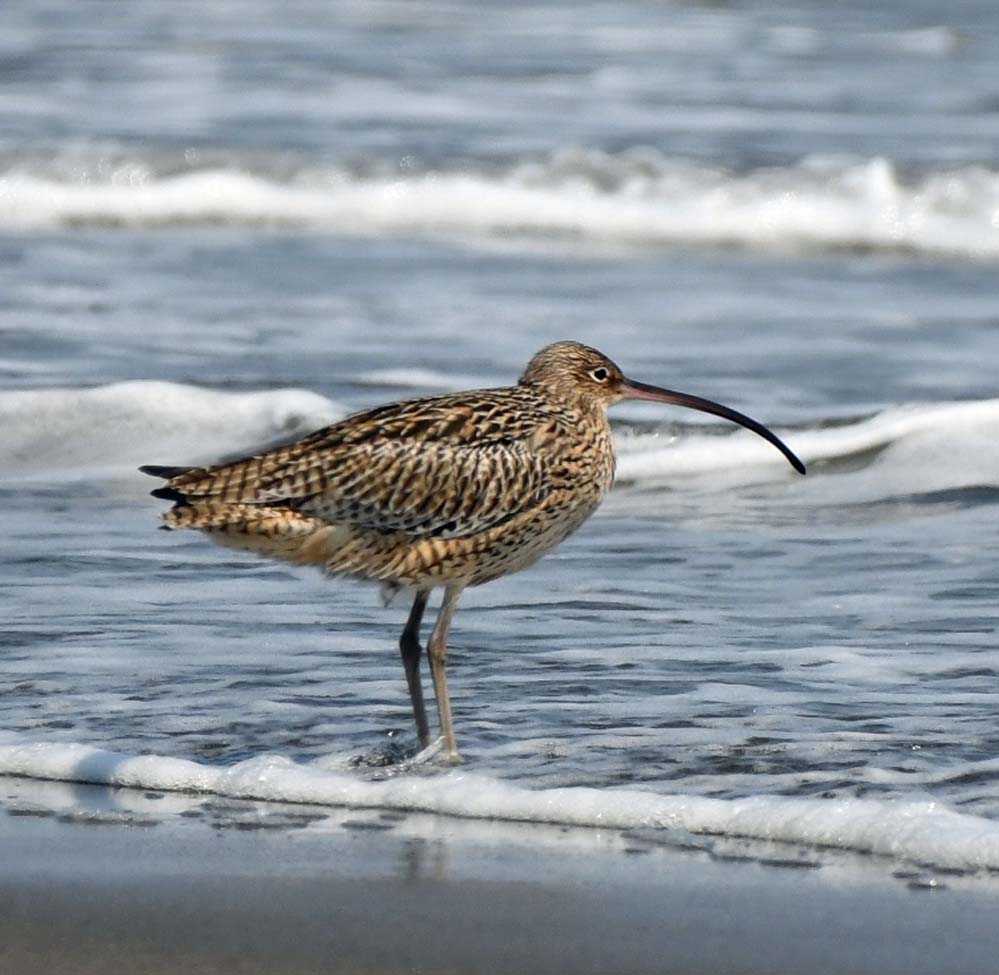 f:id:tonji44:20210322210334j:plain