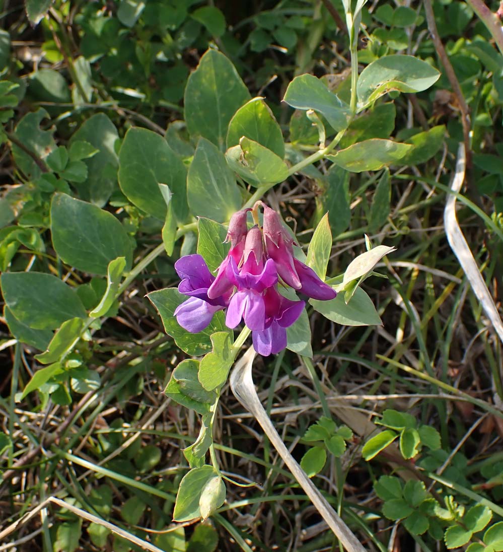 f:id:tonji44:20210401165445j:plain