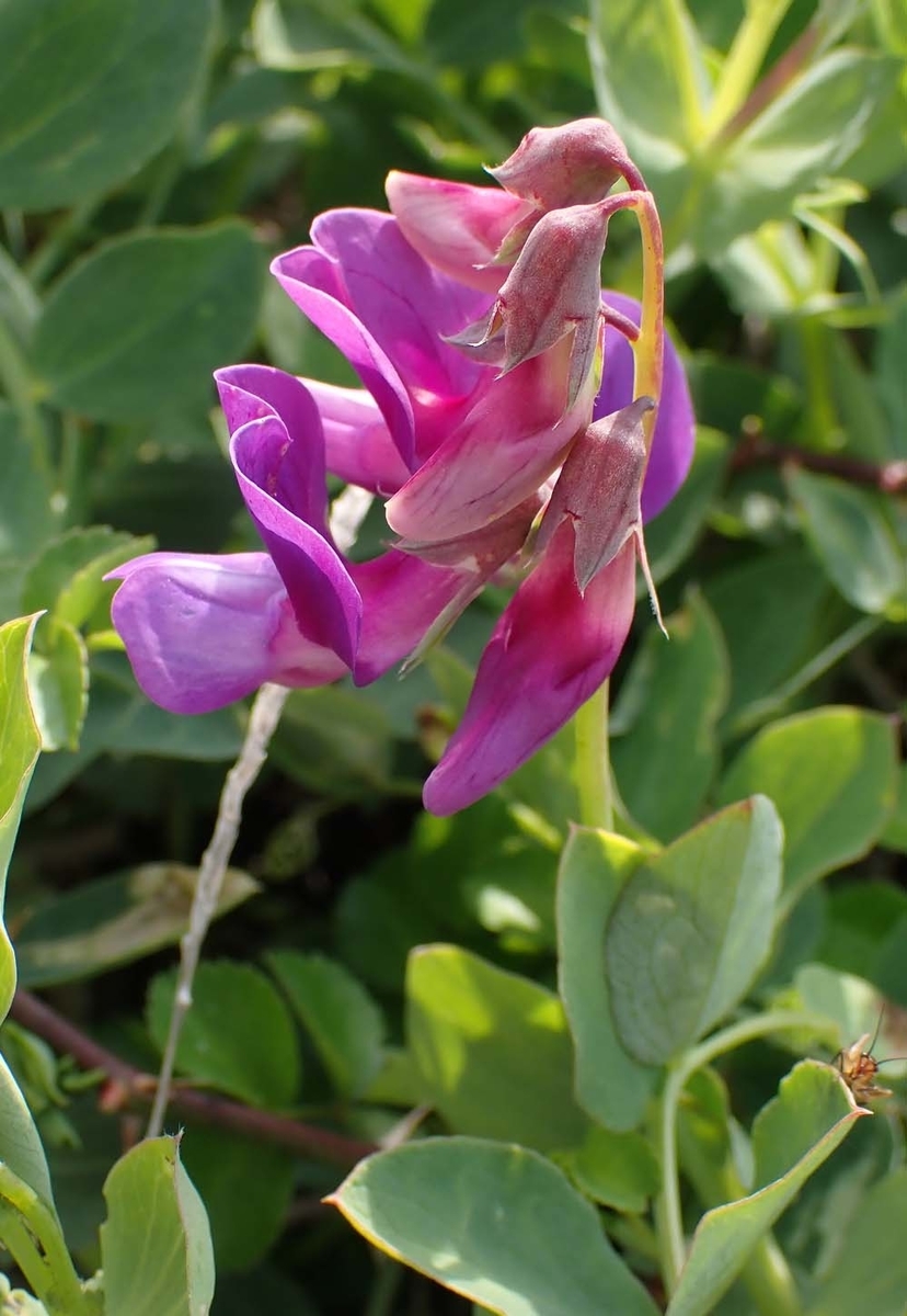 f:id:tonji44:20210401165502j:plain