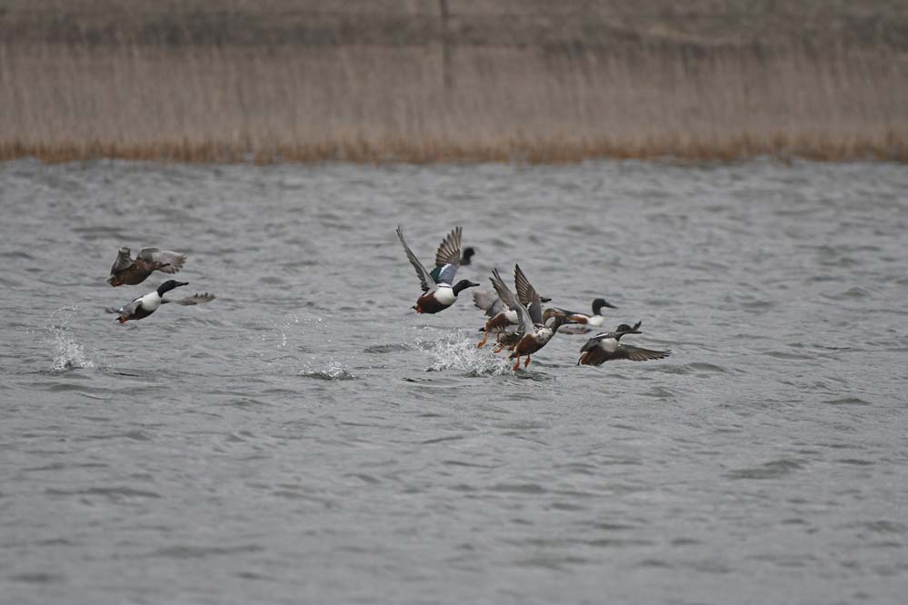 f:id:tonji44:20210402182038j:plain