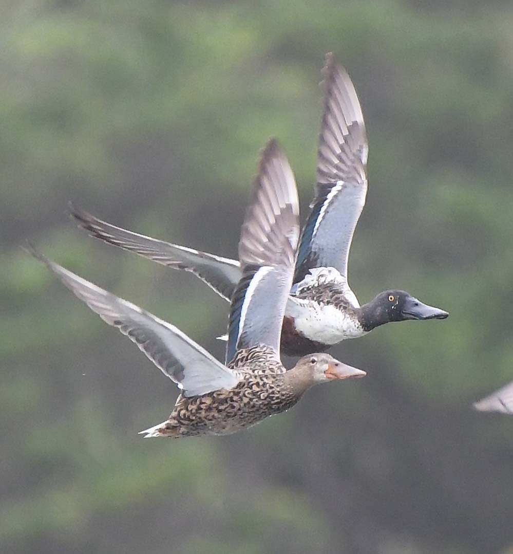 f:id:tonji44:20210402182055j:plain