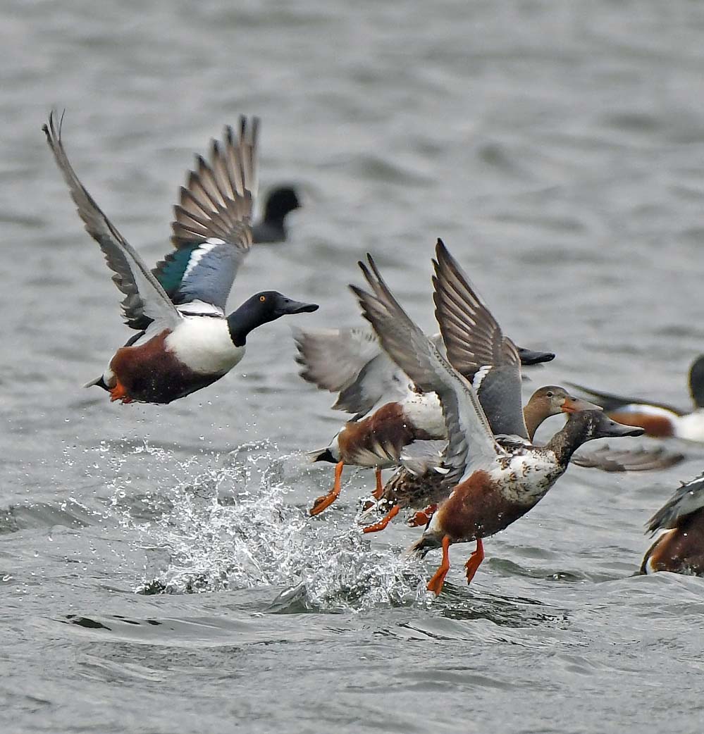 f:id:tonji44:20210403115456j:plain