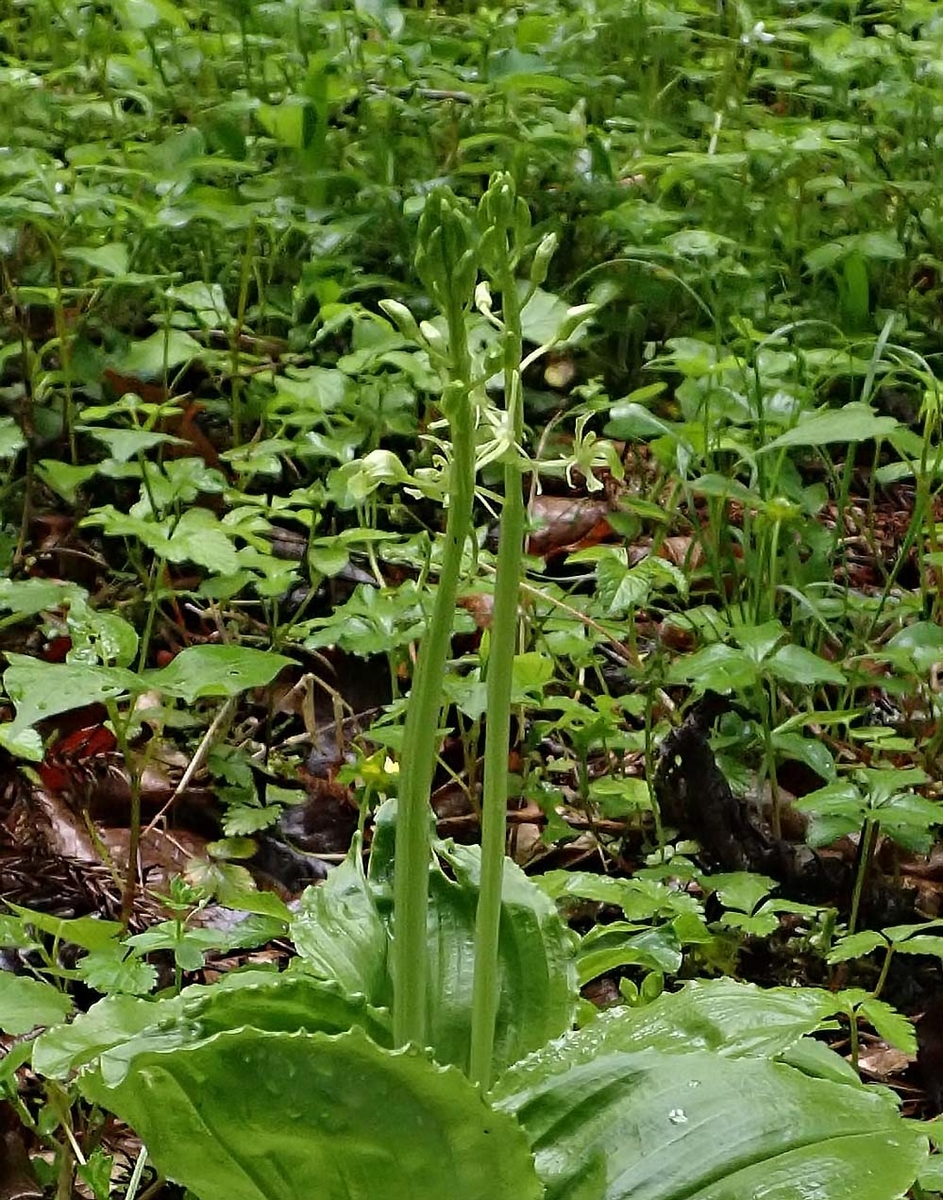 f:id:tonji44:20210506143523j:plain