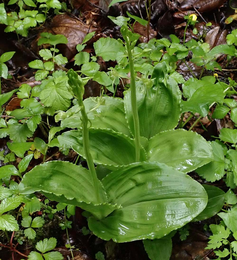 f:id:tonji44:20210506143532j:plain