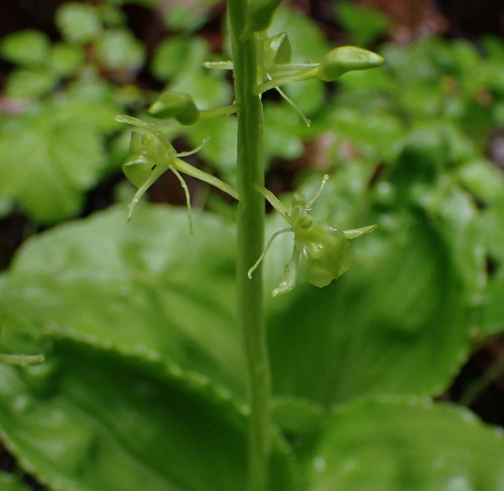 f:id:tonji44:20210506143557j:plain