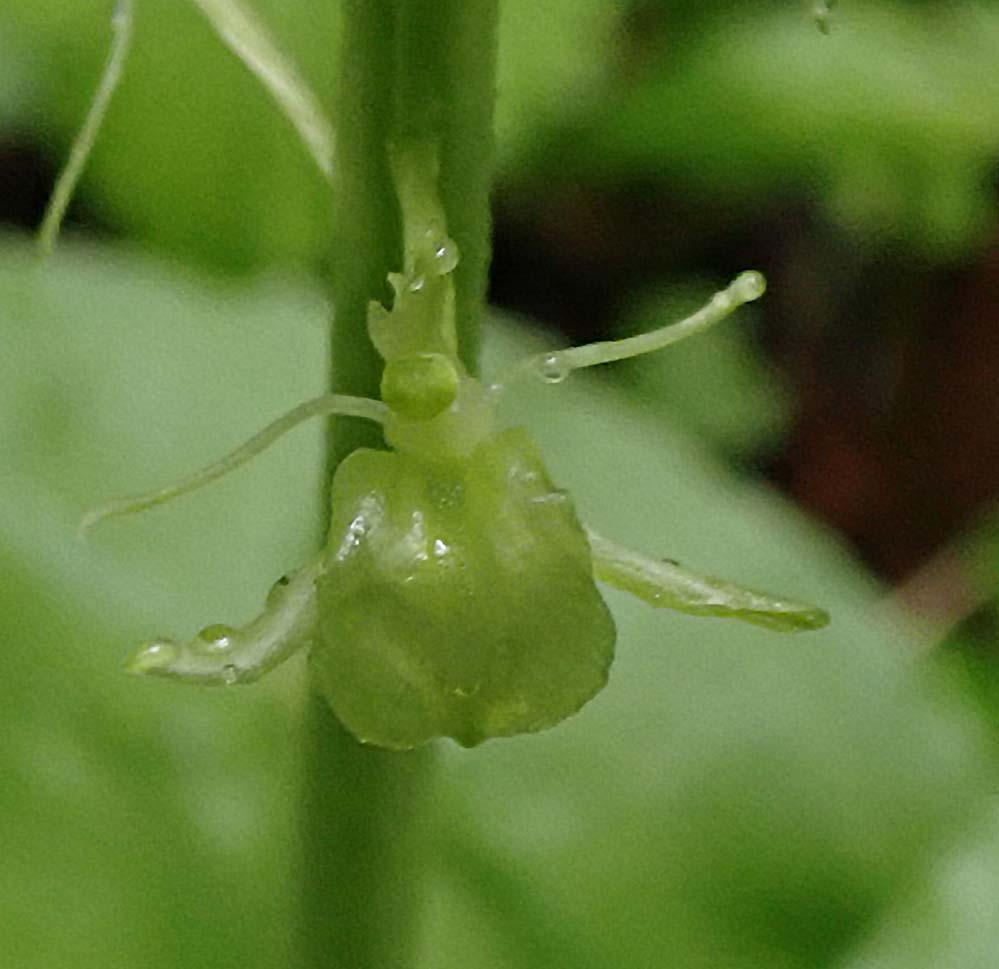 f:id:tonji44:20210506143606j:plain