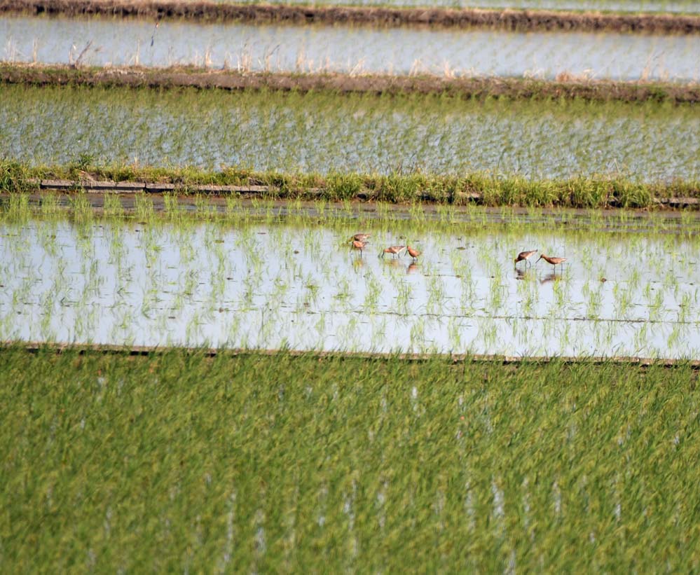 f:id:tonji44:20210508073053j:plain