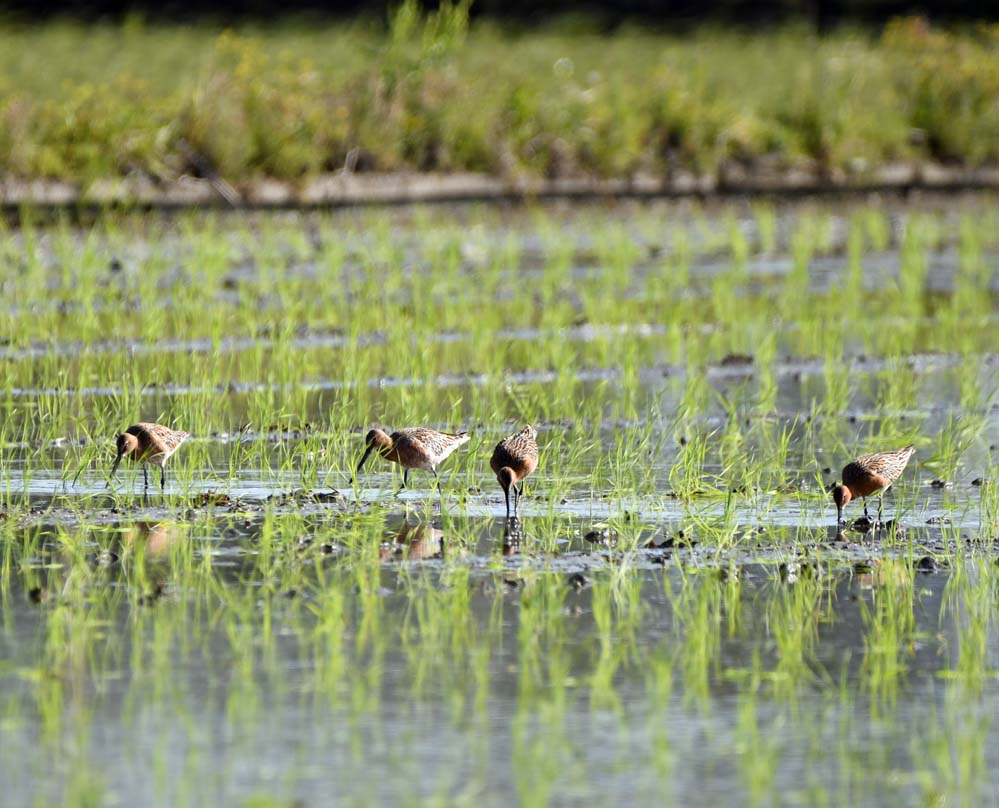 f:id:tonji44:20210508073116j:plain