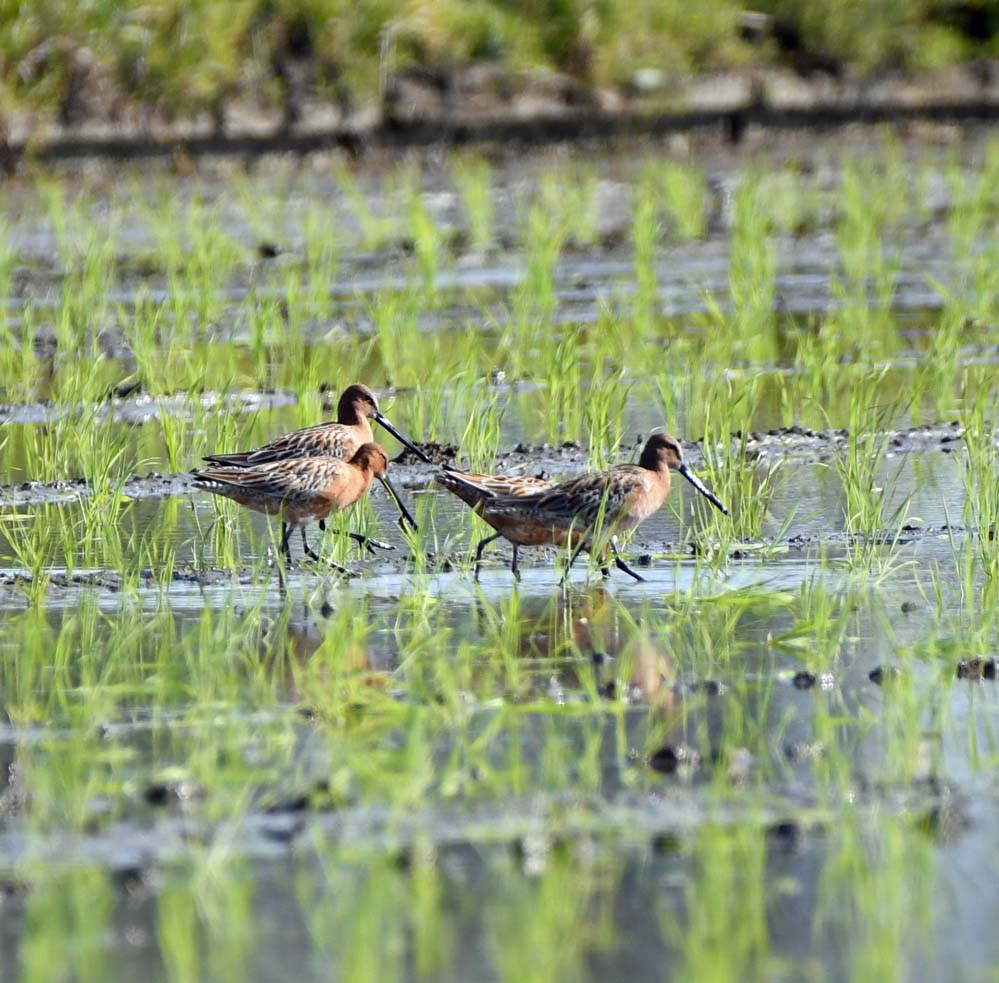 f:id:tonji44:20210508073221j:plain