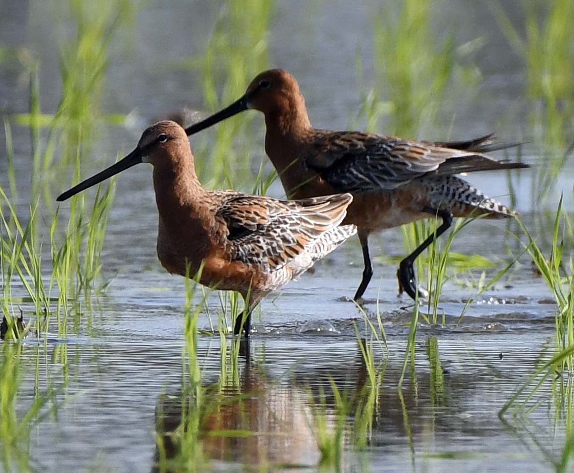 f:id:tonji44:20210508081703j:plain