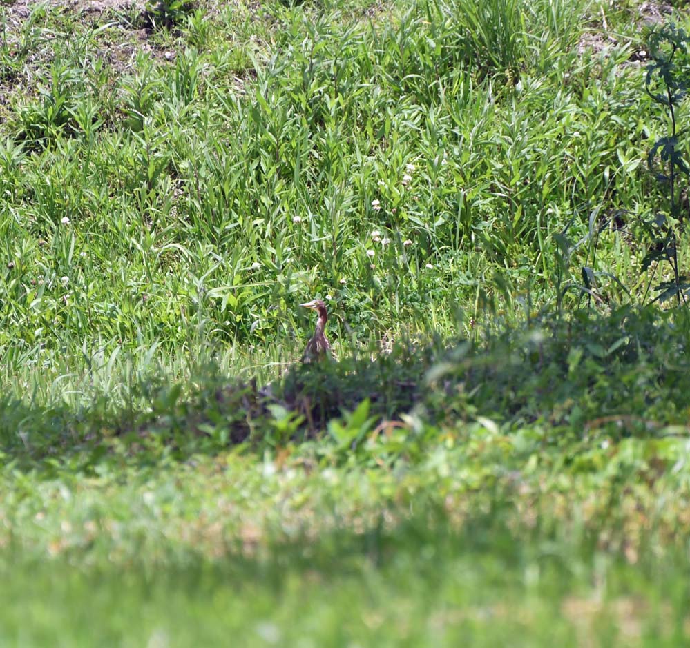 f:id:tonji44:20210510142435j:plain