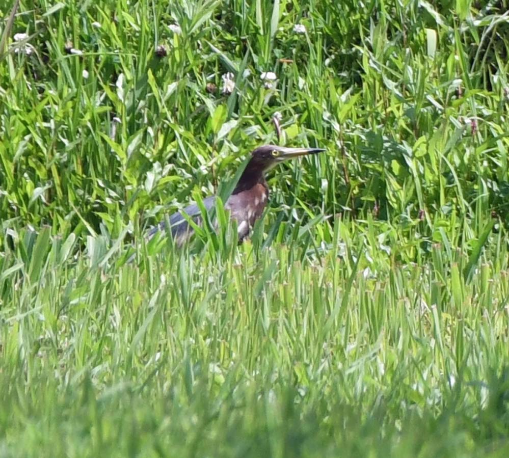 f:id:tonji44:20210510142511j:plain