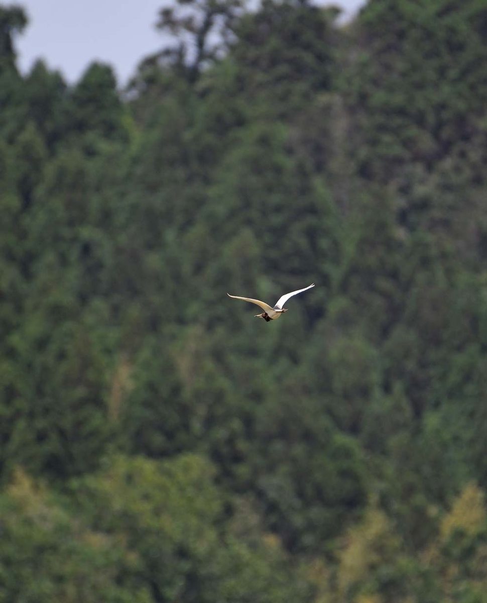 f:id:tonji44:20210510142519j:plain