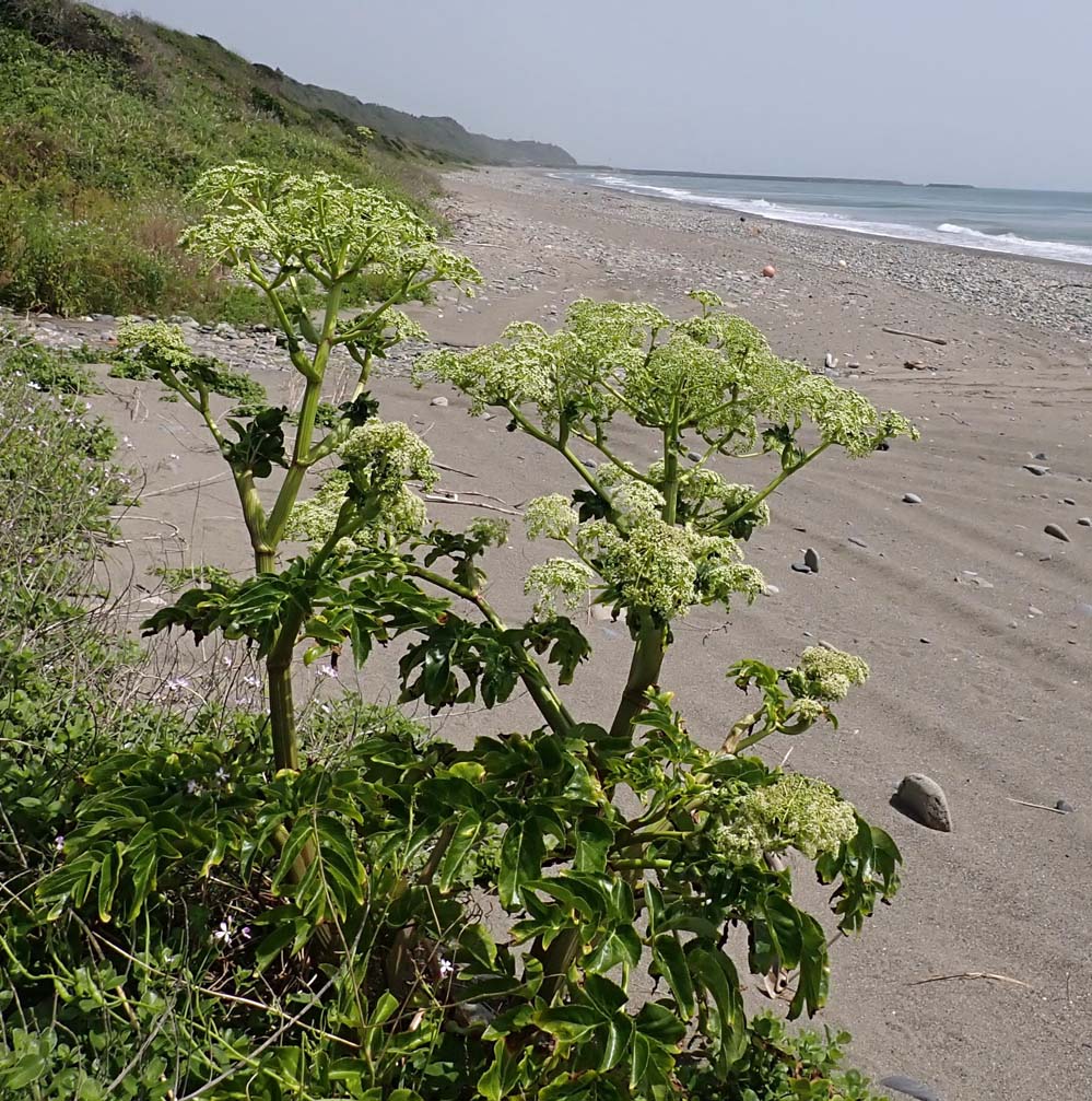 f:id:tonji44:20210510160216j:plain