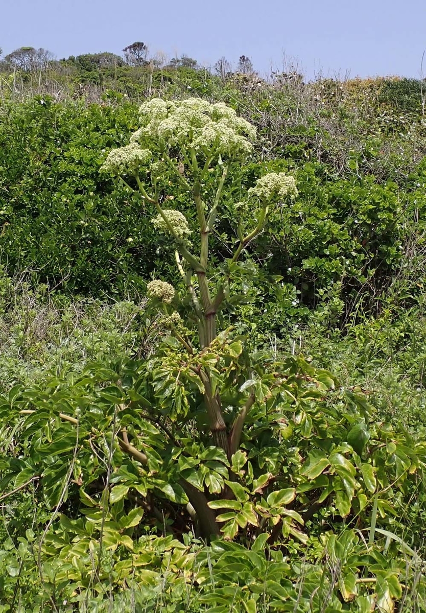 f:id:tonji44:20210510160228j:plain