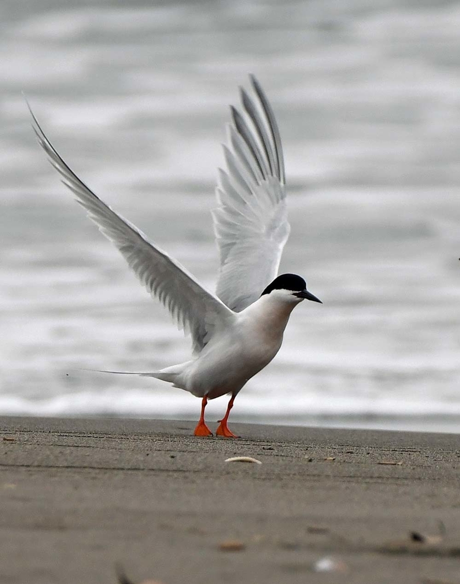 f:id:tonji44:20210531162731j:plain