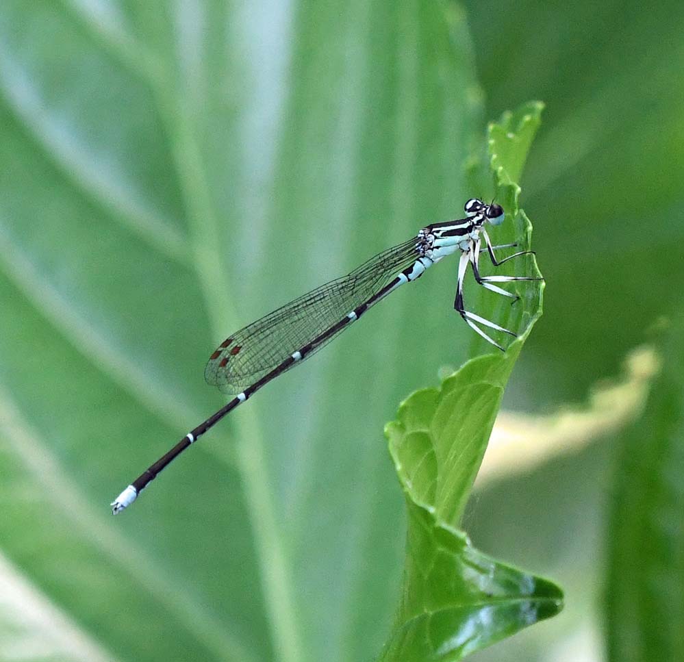 f:id:tonji44:20210602181538j:plain