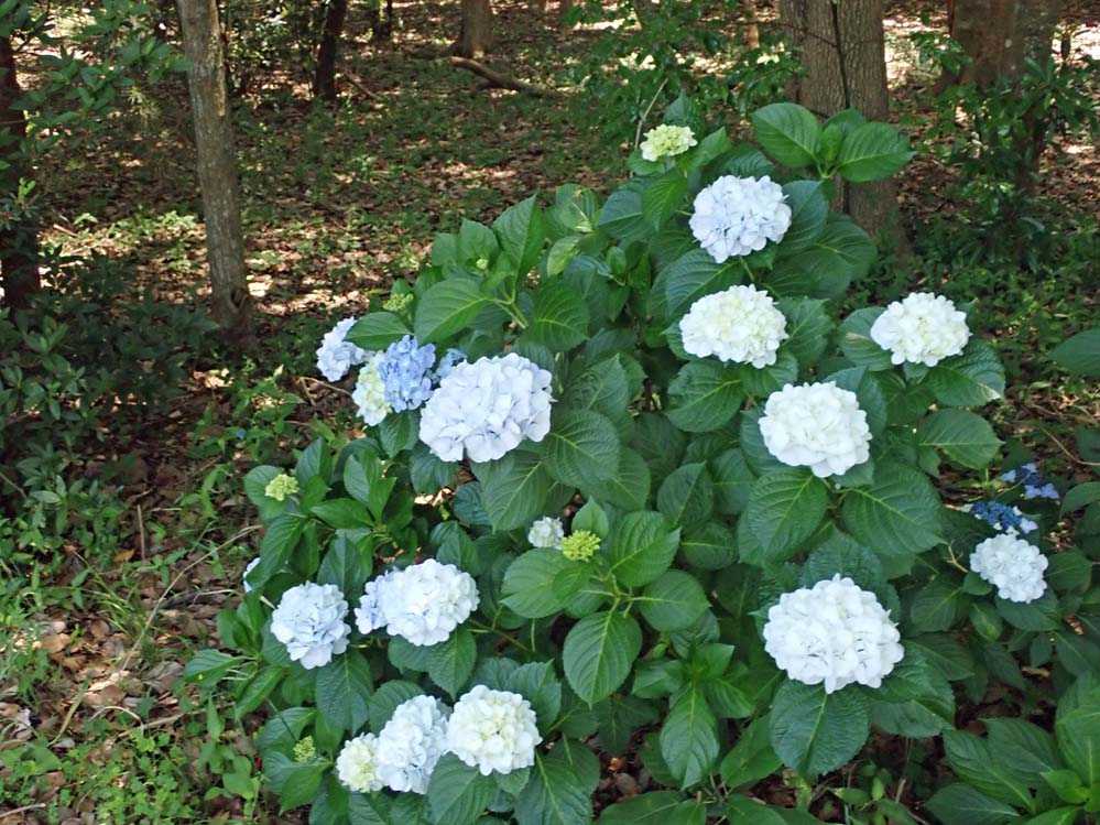 f:id:tonji44:20210602181549j:plain