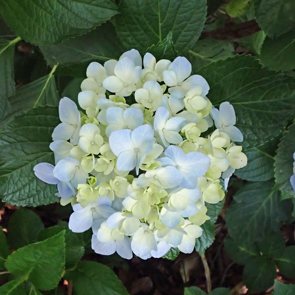 f:id:tonji44:20210602181556j:plain