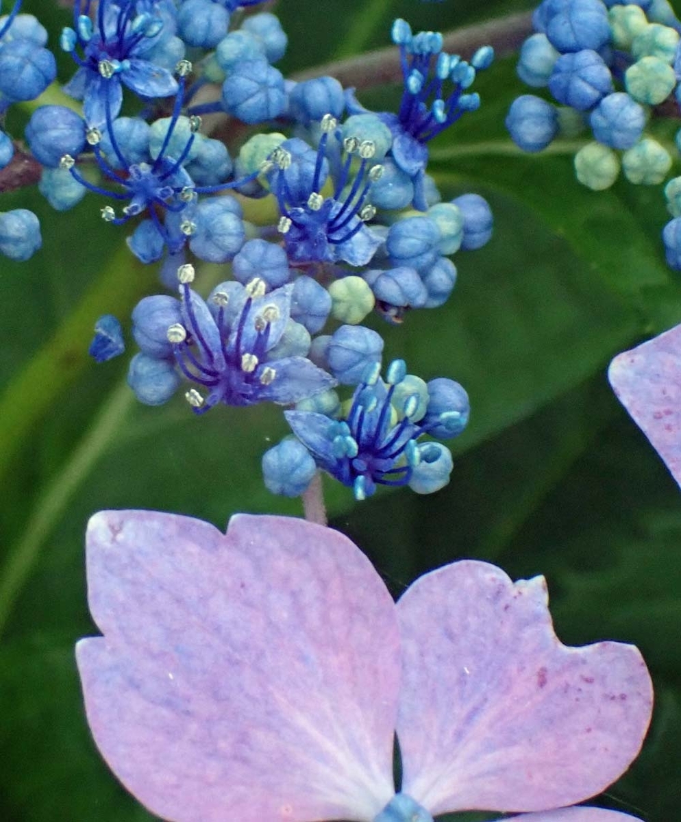 f:id:tonji44:20210602181629j:plain