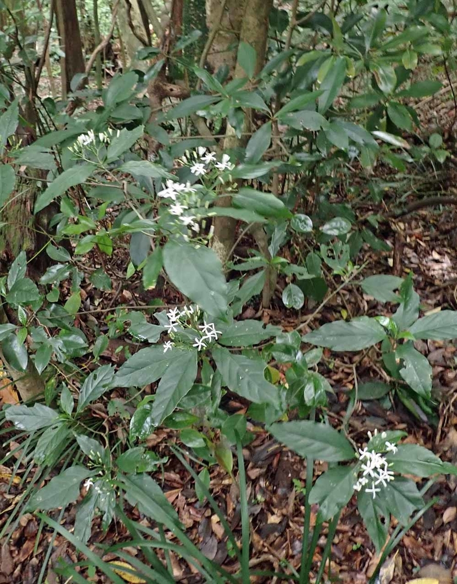 f:id:tonji44:20210608091052j:plain