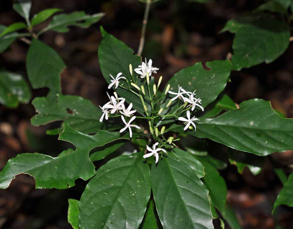 f:id:tonji44:20210608091101j:plain