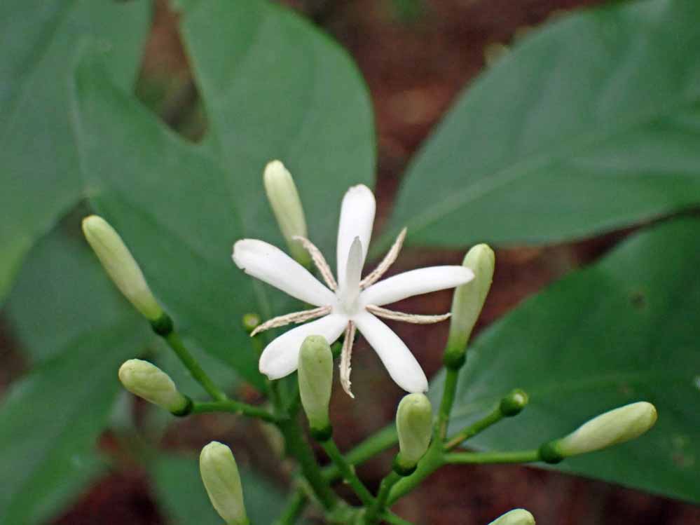 f:id:tonji44:20210608091109j:plain