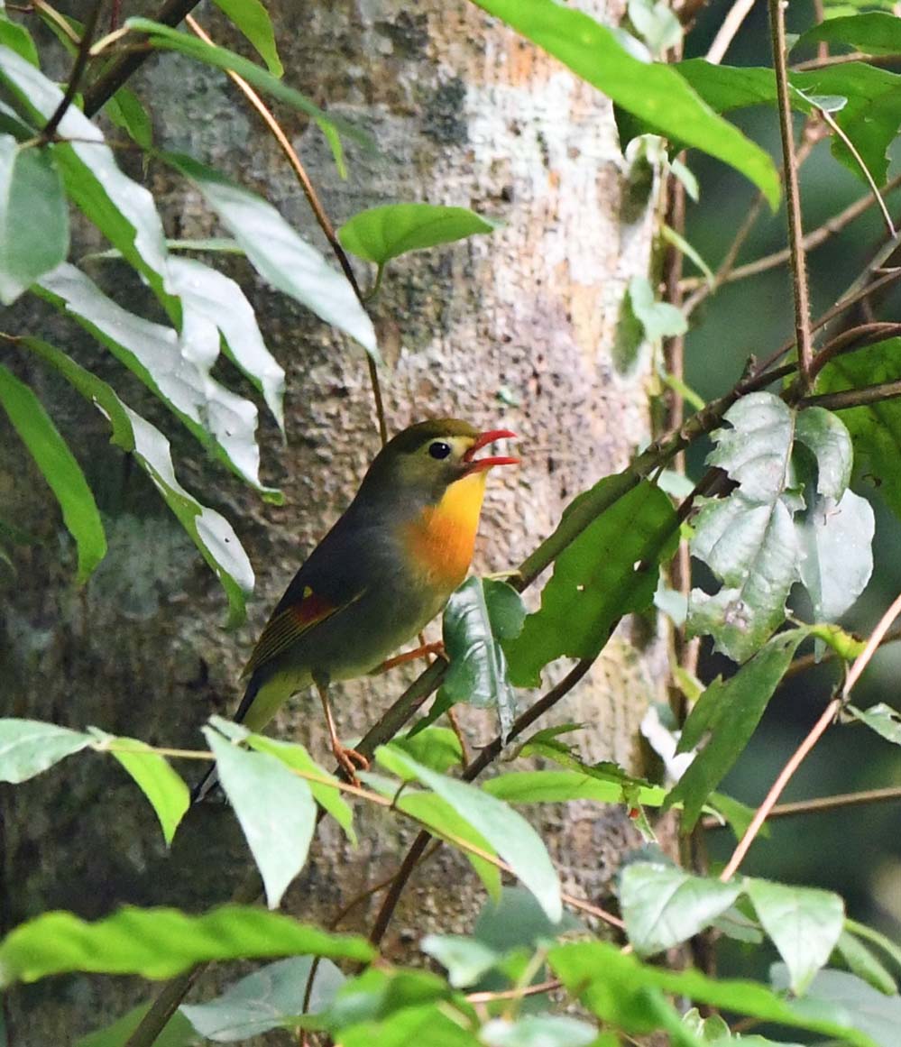 f:id:tonji44:20210621204459j:plain