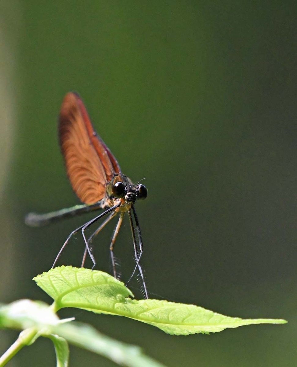 f:id:tonji44:20210622114404j:plain