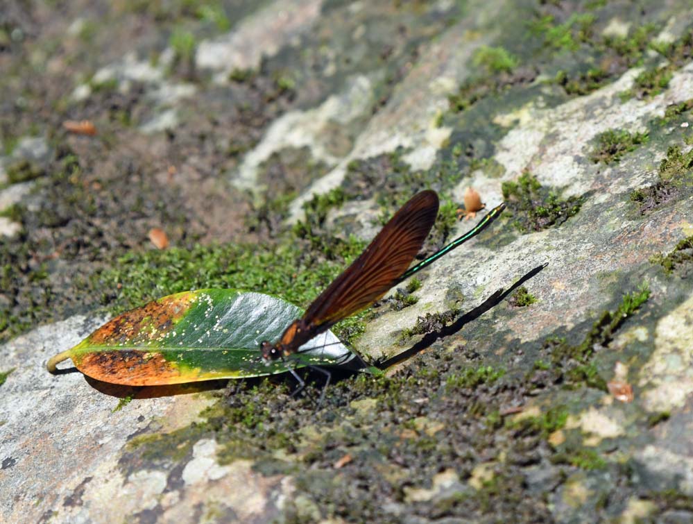 f:id:tonji44:20210622114714j:plain