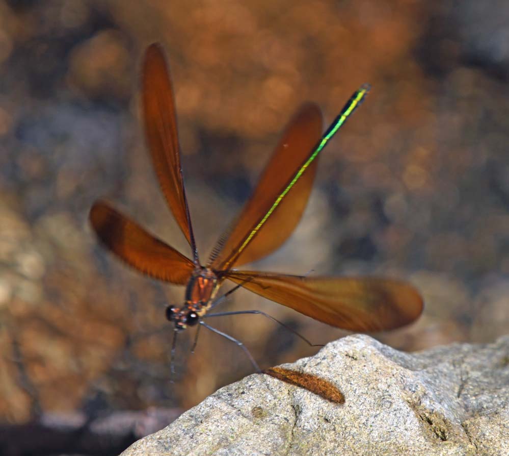 f:id:tonji44:20210622114919j:plain