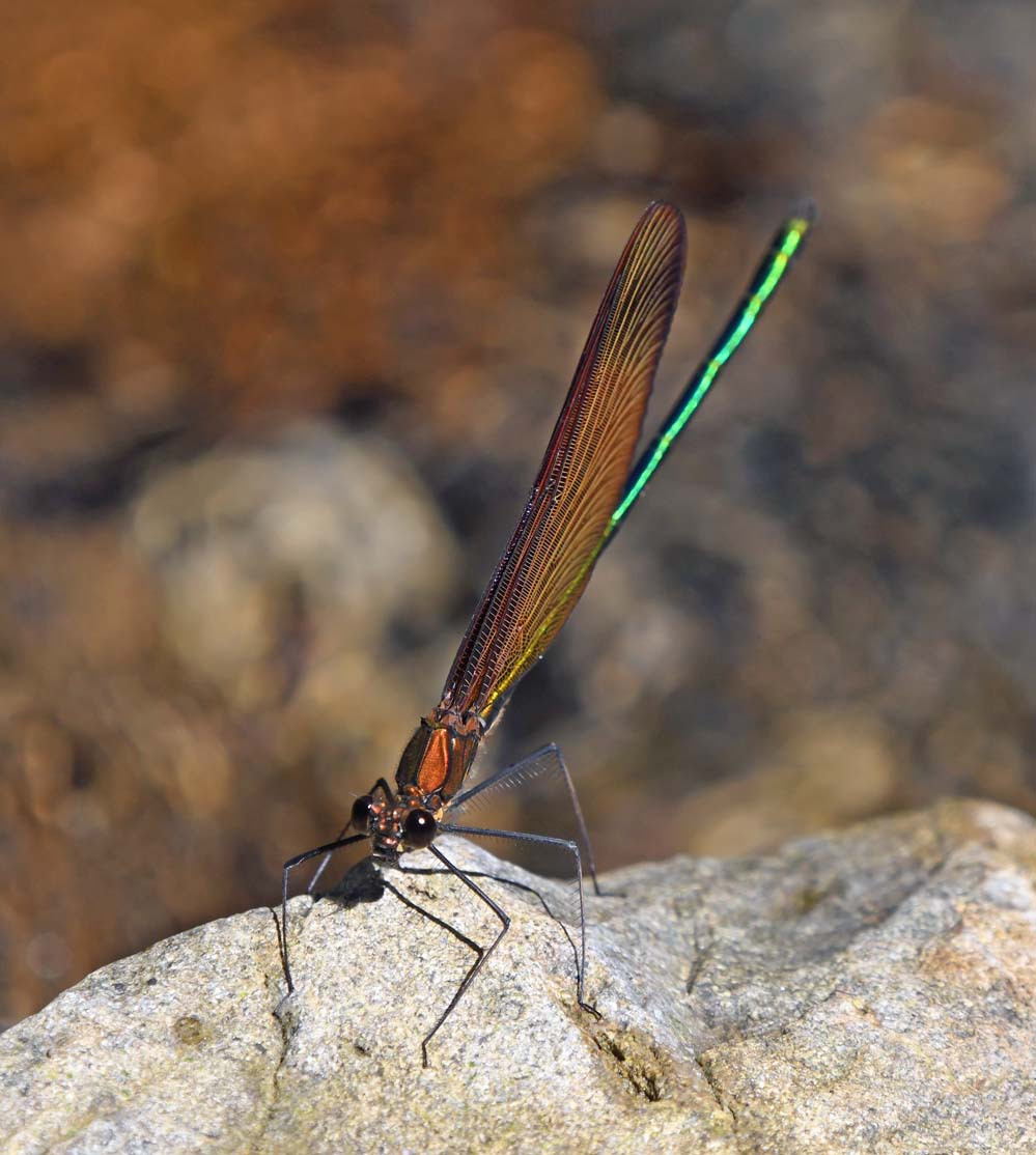 f:id:tonji44:20210622115146j:plain