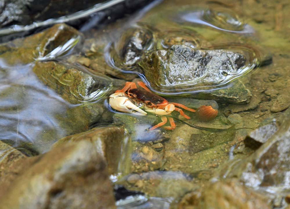 f:id:tonji44:20210622122856j:plain