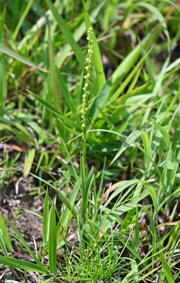 f:id:tonji44:20210624100837j:plain