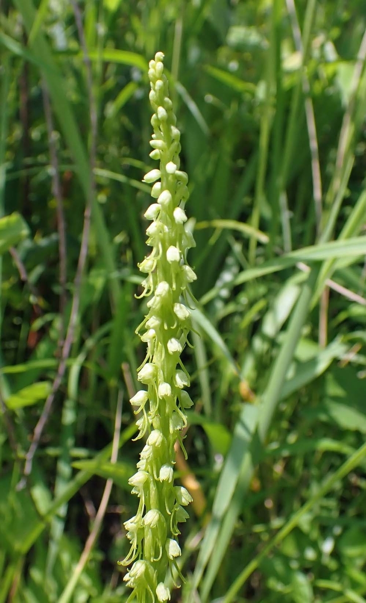 f:id:tonji44:20210624100848j:plain