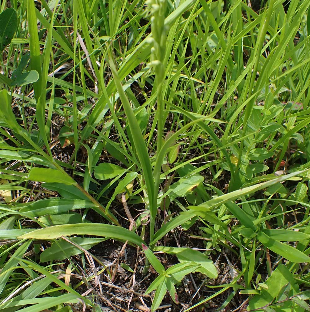 f:id:tonji44:20210624100858j:plain