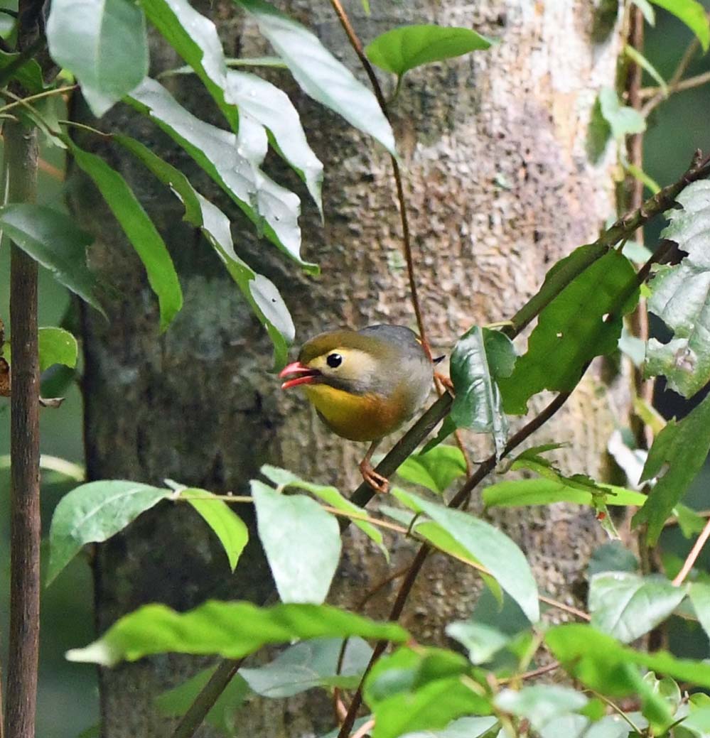 f:id:tonji44:20210625083646j:plain