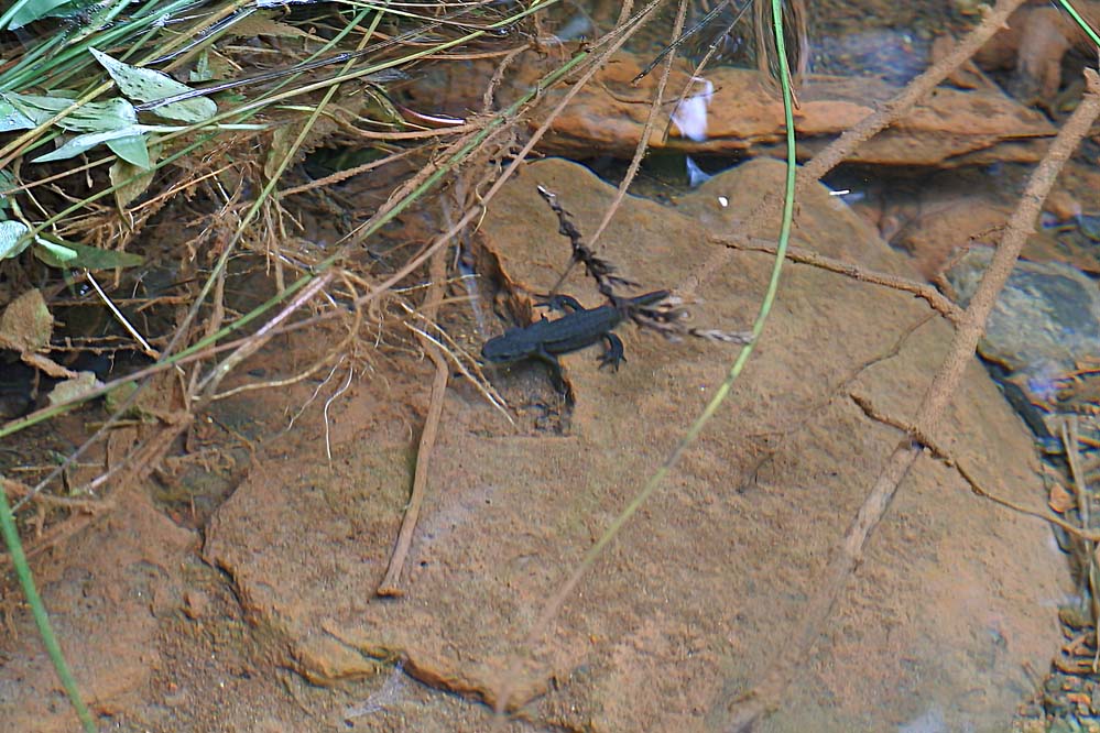 f:id:tonji44:20210625163549j:plain