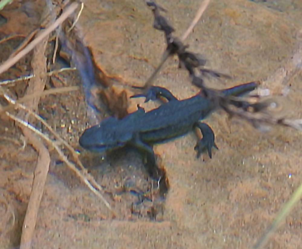 f:id:tonji44:20210625164944j:plain