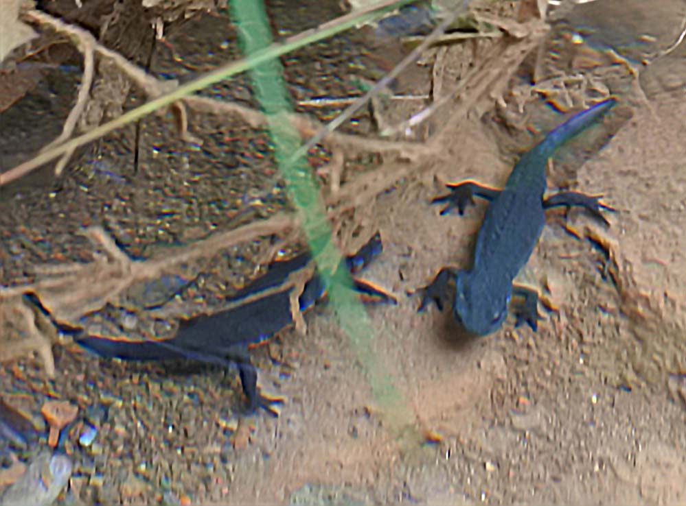 f:id:tonji44:20210625164956j:plain