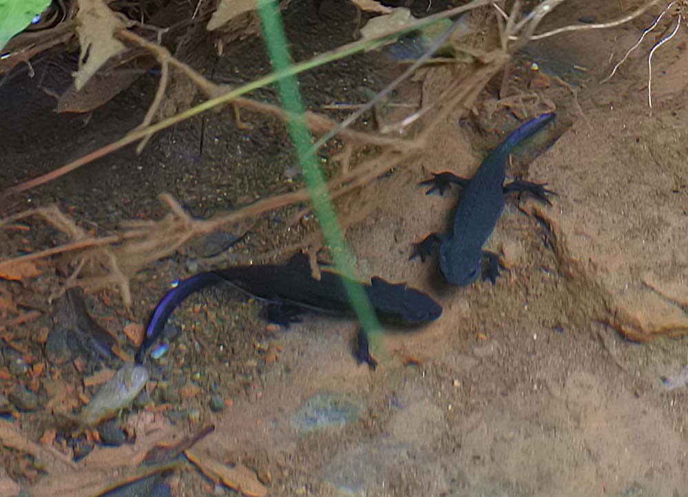 f:id:tonji44:20210625165009j:plain