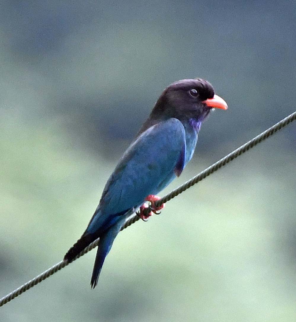 野鳥 鳥 の羽根　インドブッポウソウ　羽根 ブッポウソウの羽根 | のん木ぶろぐ - 楽天ブログ
